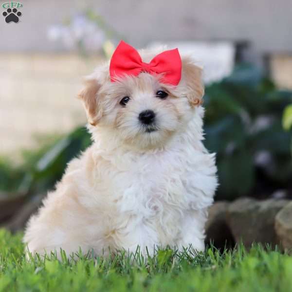 Lottie, Coton de Tulear Mix Puppy