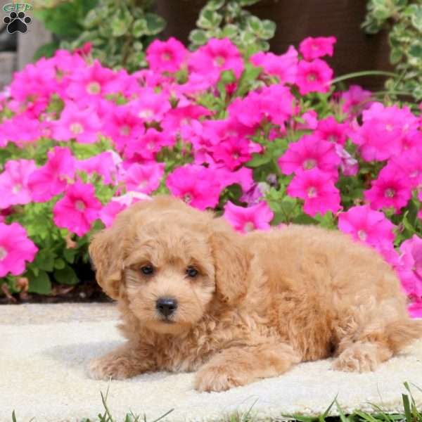 Louie, Havapoo Puppy