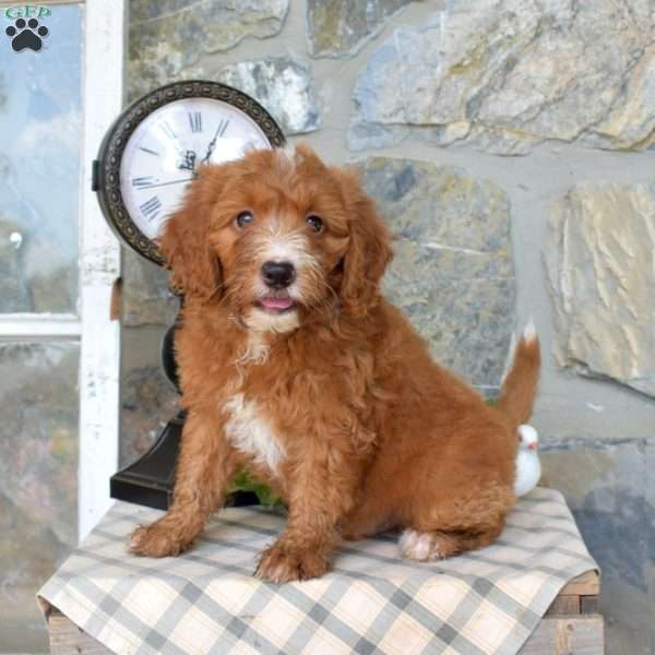 Louie, Mini Goldendoodle Puppy