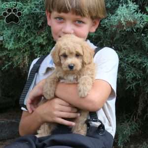 Louie, Havapoo Puppy