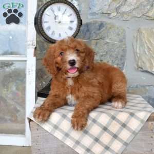 Louie, Mini Goldendoodle Puppy