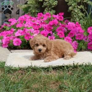 Louie, Havapoo Puppy