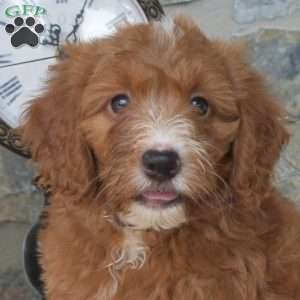 Louie, Mini Goldendoodle Puppy