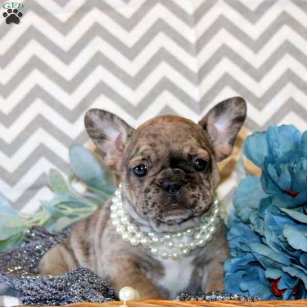 Love Bug, French Bulldog Puppy