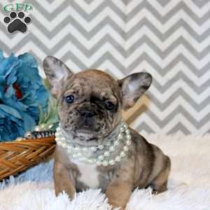 Love Bug, French Bulldog Puppy