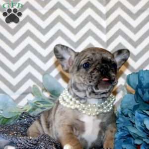 Love Bug, French Bulldog Puppy
