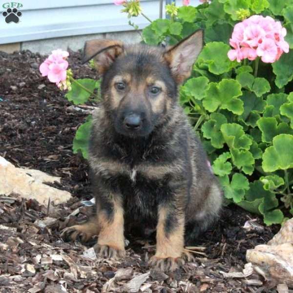 Luca, German Shepherd Puppy