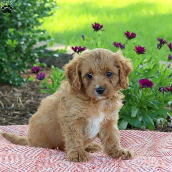 Luca, Cavapoo Puppy