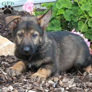 Luca, German Shepherd Puppy