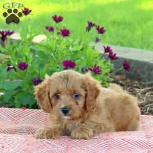 Luca, Cavapoo Puppy