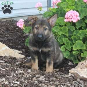 Luca, German Shepherd Puppy