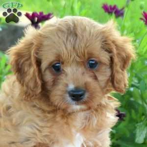 Luca, Cavapoo Puppy