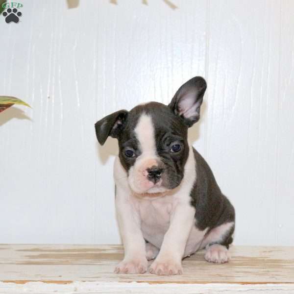 Lucas, Frenchton Puppy