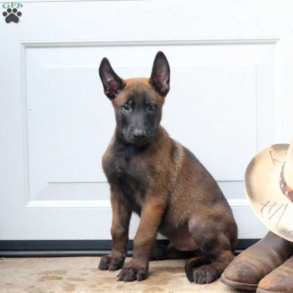 Lucas, Belgian Malinois Puppy