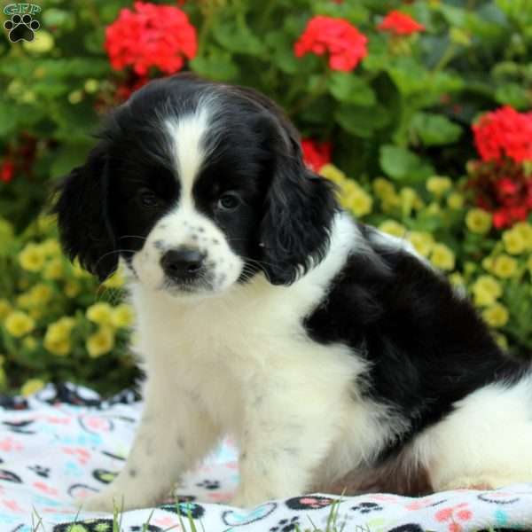 Lucas, Cocker Spaniel Mix Puppy
