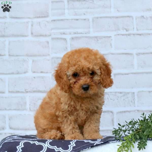 Lucas, Cavapoo Puppy