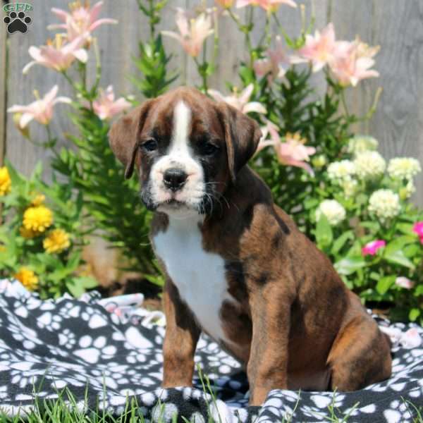 Lucas, Boxer Puppy