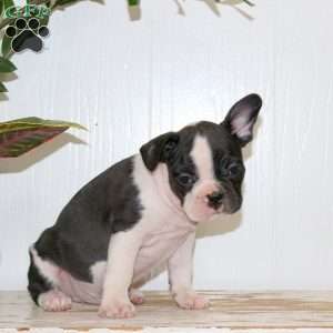 Lucas, Frenchton Puppy