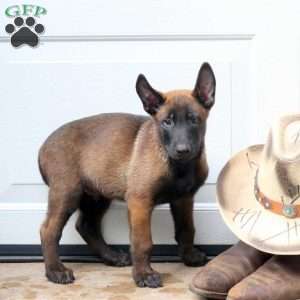 Lucas, Belgian Malinois Puppy