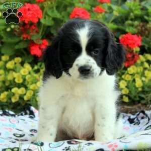 Lucas, Cocker Spaniel Mix Puppy