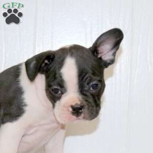 Lucas, Frenchton Puppy