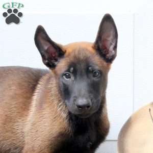 Lucas, Belgian Malinois Puppy