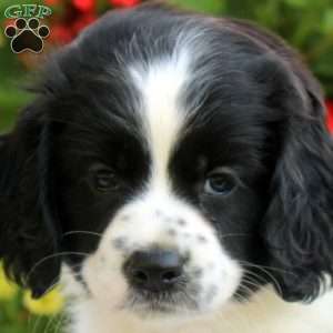 Lucas, Cocker Spaniel Mix Puppy