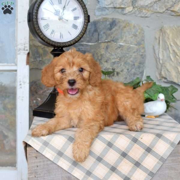 Lucky, Mini Goldendoodle Puppy