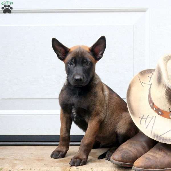 Lucky, Belgian Malinois Puppy