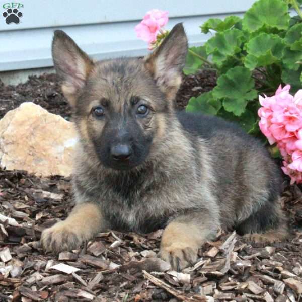 Lucky, German Shepherd Puppy