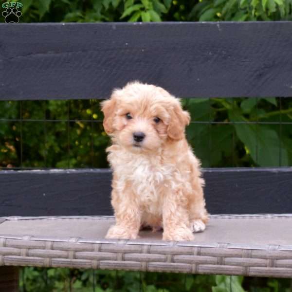 Lucky, Maltipoo Puppy