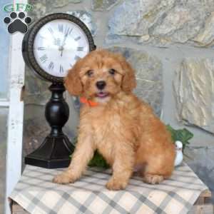 Lucky, Mini Goldendoodle Puppy