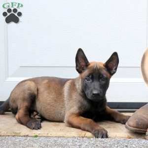 Lucky, Belgian Malinois Puppy