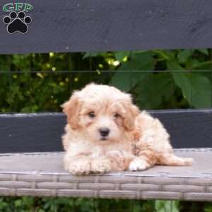 Lucky, Maltipoo Puppy