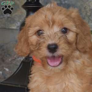 Lucky, Mini Goldendoodle Puppy