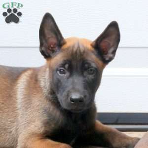 Lucky, Belgian Malinois Puppy