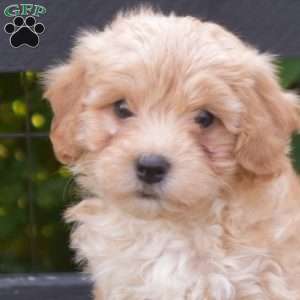 Lucky, Maltipoo Puppy
