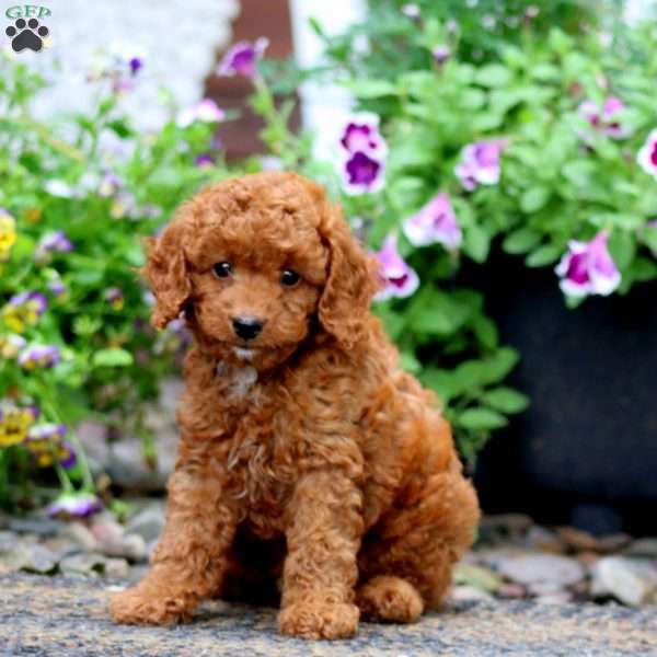Lucky, Cavapoo Puppy