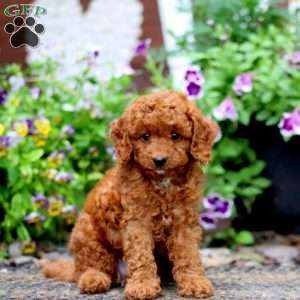 Lucky, Cavapoo Puppy