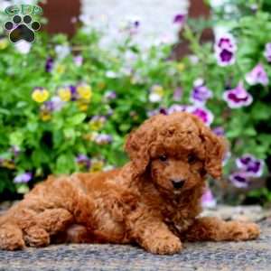 Lucky, Cavapoo Puppy