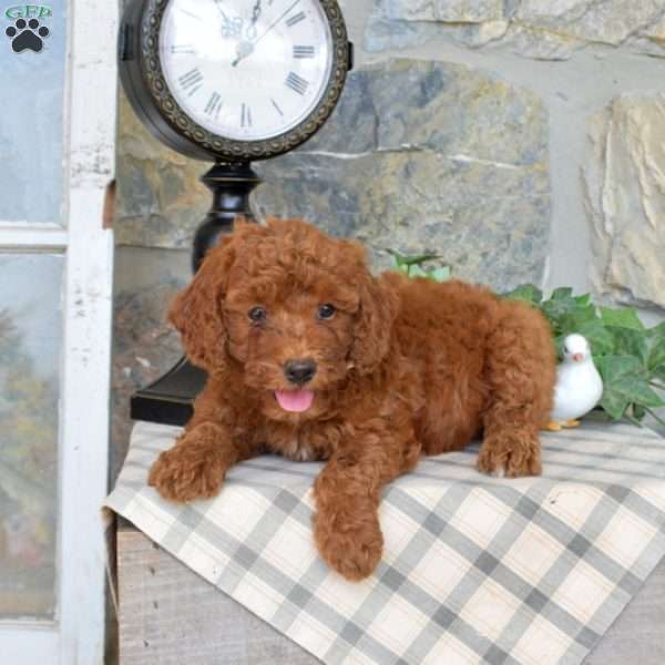 Lucy, Mini Goldendoodle Puppy
