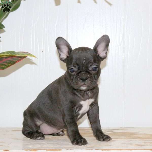 Lucy, Frenchton Puppy