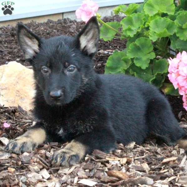 Lucy, German Shepherd Puppy