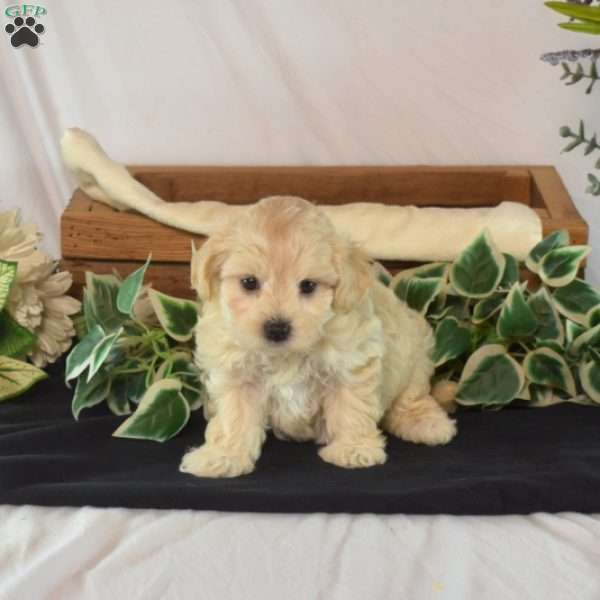 Lucy, Maltipoo Puppy
