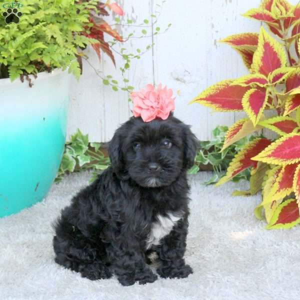 Lucy, Yorkie Poo Puppy
