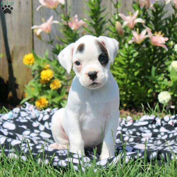 Lucy, Boxer Puppy