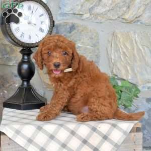 Lucy, Mini Goldendoodle Puppy