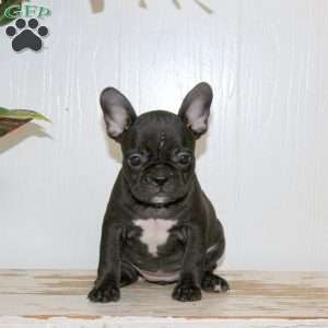 Lucy, Frenchton Puppy