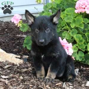 Lucy, German Shepherd Puppy