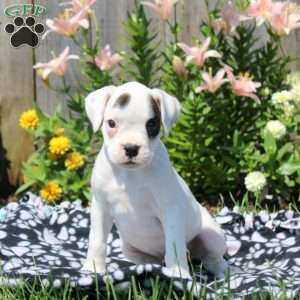 Lucy, Boxer Puppy